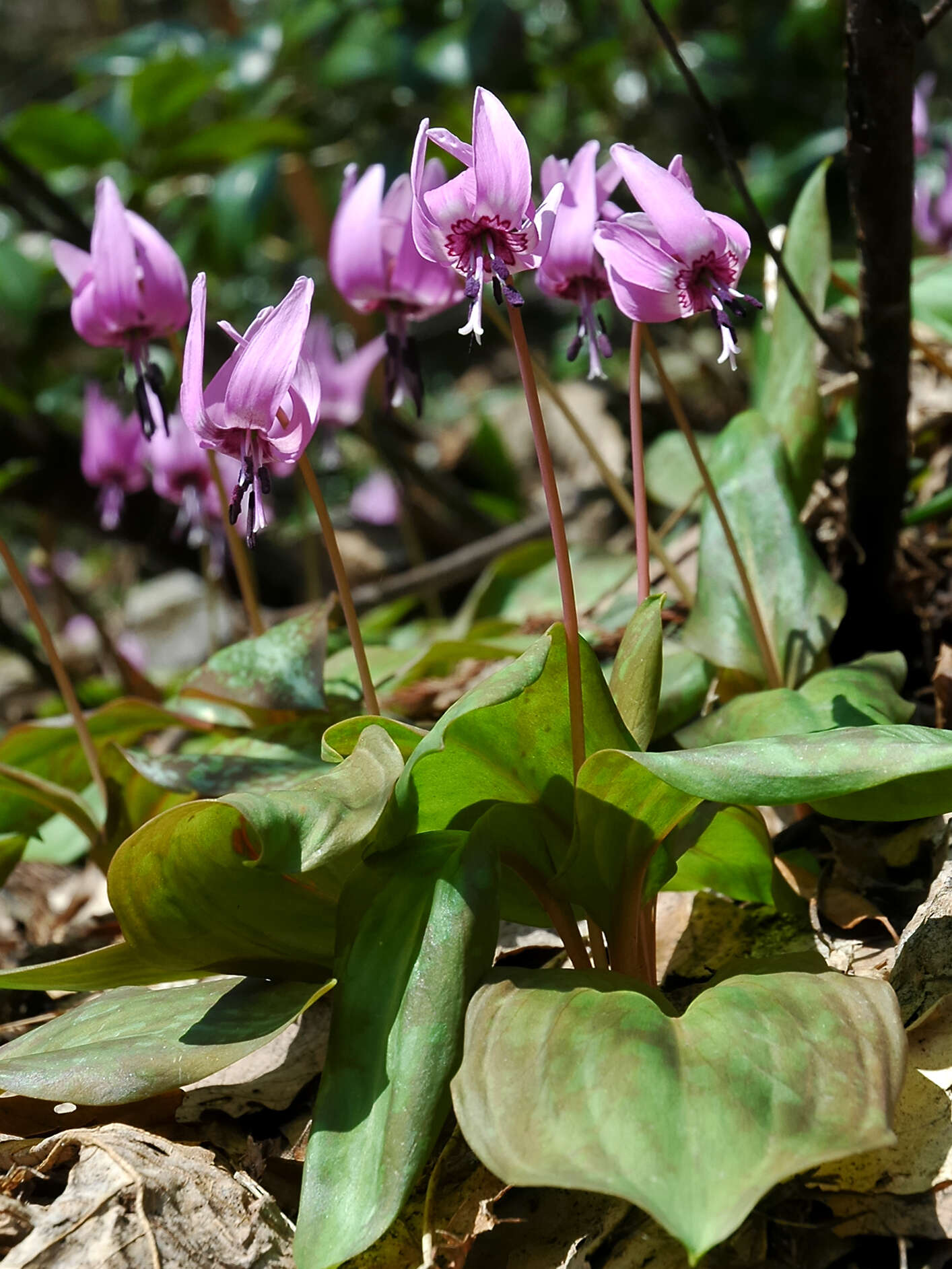 Image of Erythronium japonicum Decne.