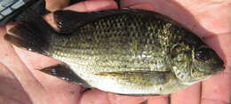 Image of Banded bream