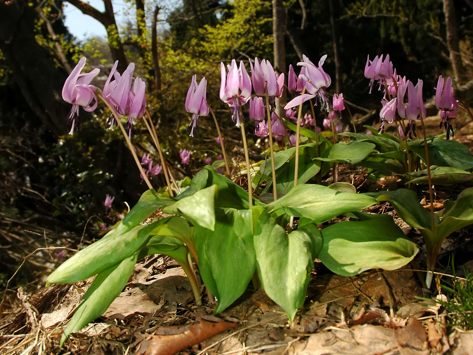 Image of Erythronium japonicum Decne.