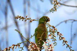 Image of Aratinga nana