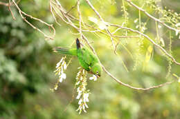 Image of Aratinga nana