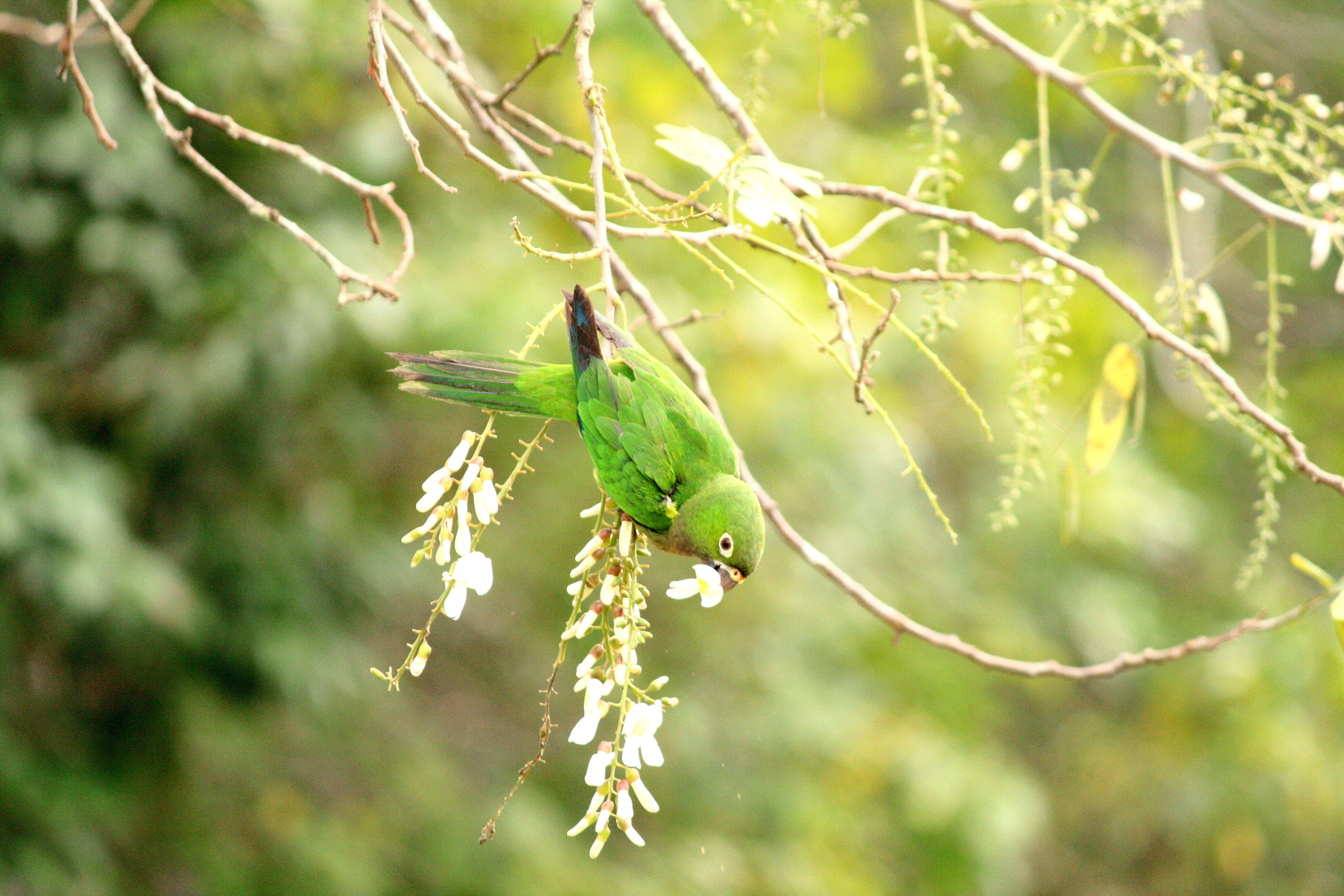 Image of Aratinga nana