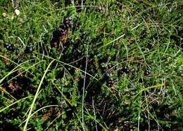 Image of black crowberry