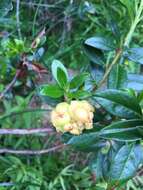 Exobasidium rhododendri (Fuckel) C. E. Cramer 1874 resmi