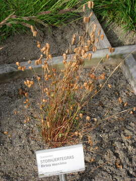 Image of big quakinggrass