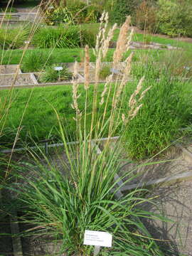 Imagem de Calamagrostis epigejos (L.) Roth