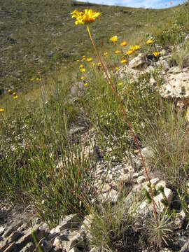 Euryops hebecarpus (DC.) B. Nordenst. resmi