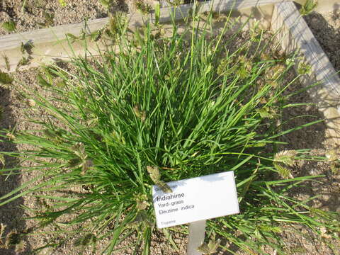 Image of Indian goosegrass