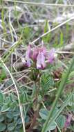 Слика од Astragalus cibarius Sheld.