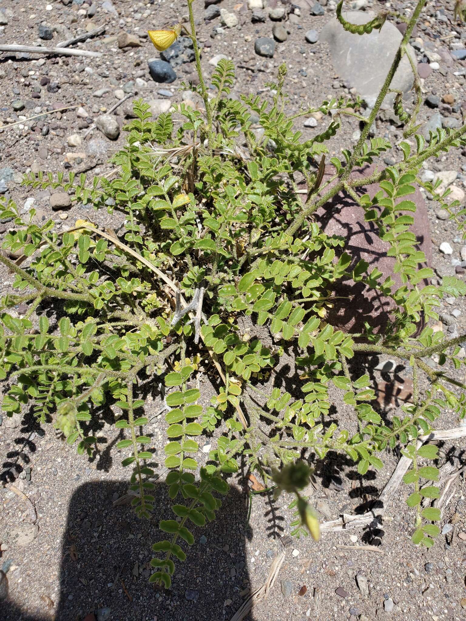 Image de Adesmia grandiflora Gillies