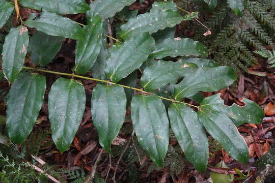 Sivun Ripogonum elseyanum F. Muell. kuva