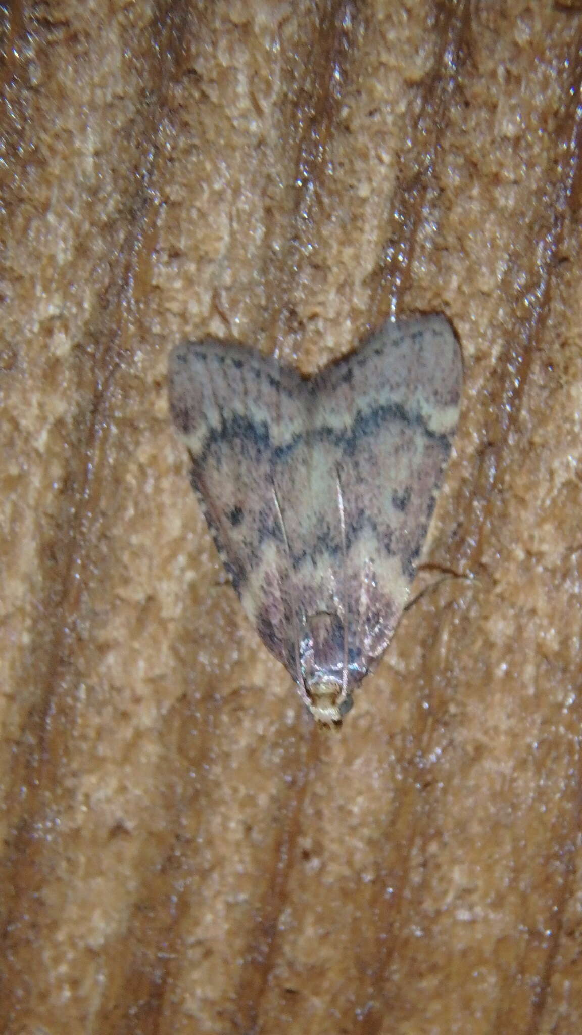 Image of Pink-masked Pyralid Moth