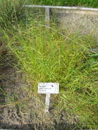 Image of fowl bluegrass
