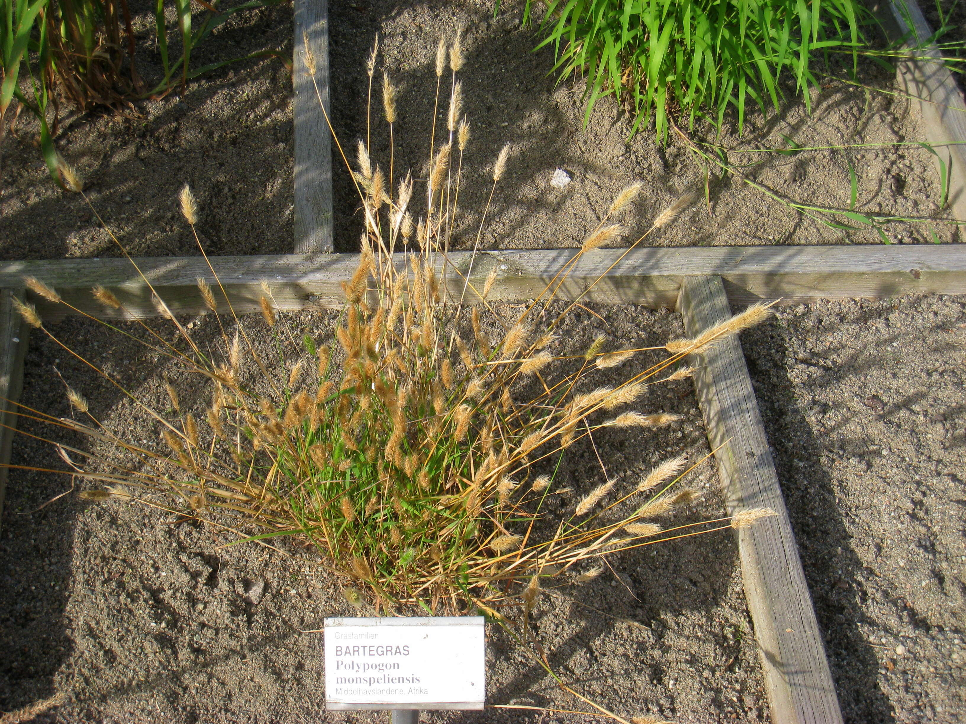 Image de Polypogon de Montpellier