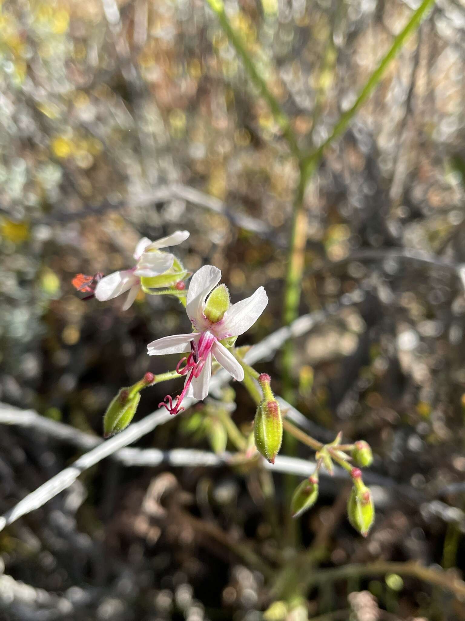 Image of Pelargonium karooescens R. T. F. Clifton