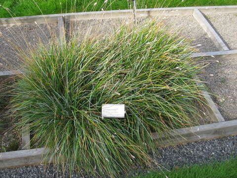 Image of blue moor grass