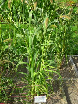 Image of Foxtail millet