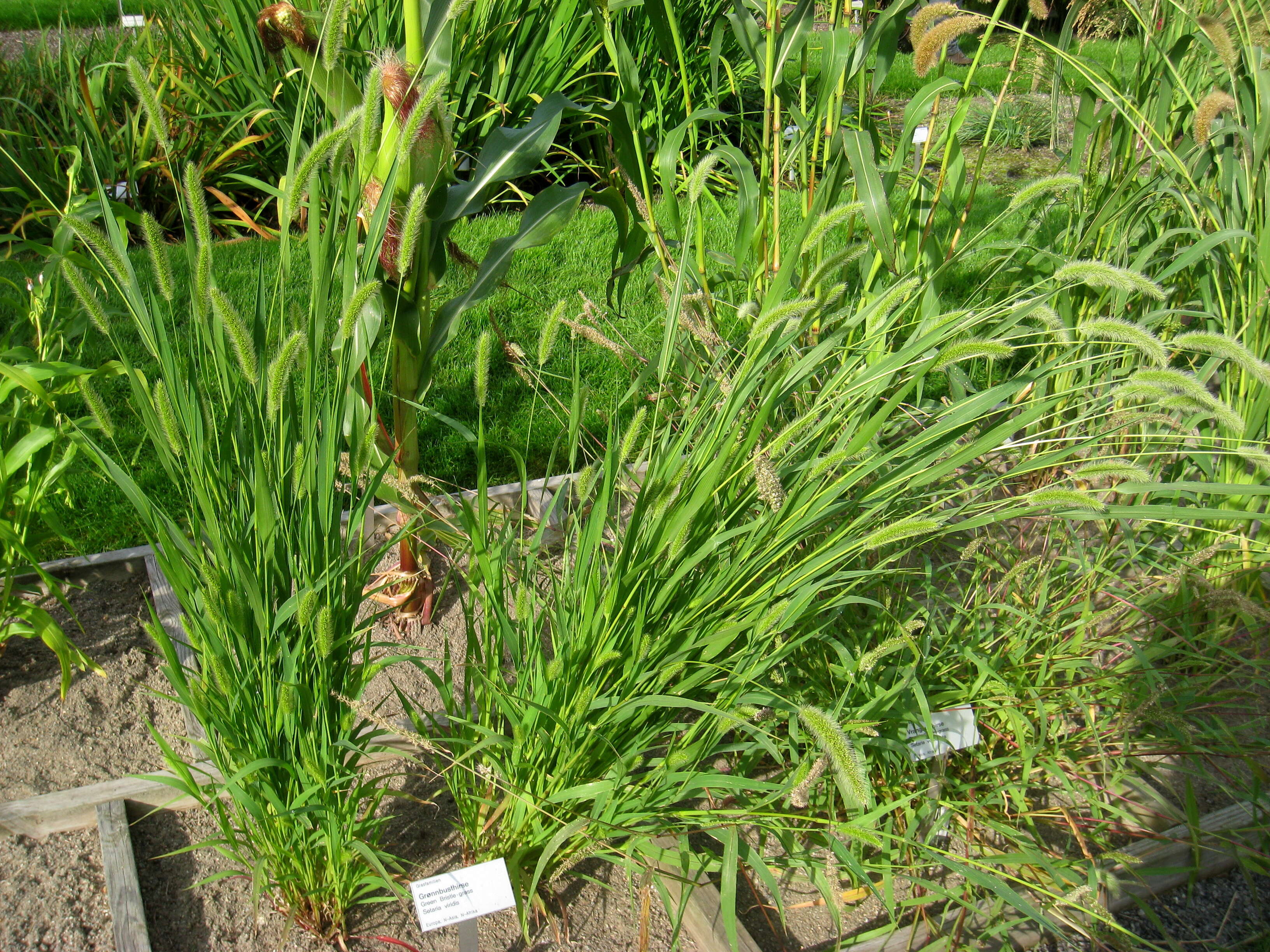 Image of green bristlegrass