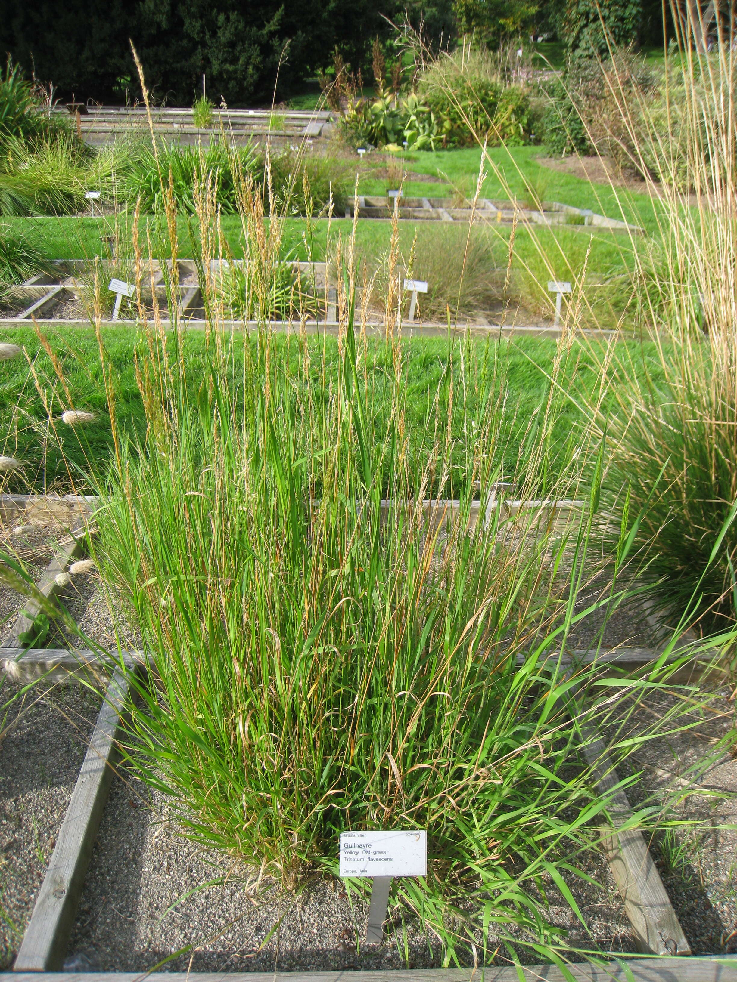 Image of golden oat grass