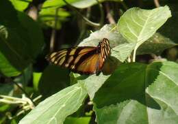 Lycorea ilione albescens (Distant 1876) resmi