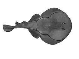 Image of Apron Ray