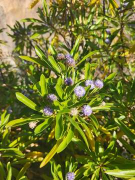 Image of Globularia amygdalifolia Webb