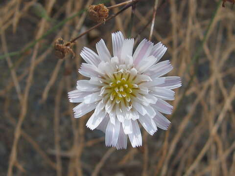 Image de Malacothrix saxatilis (Nutt.) Torr. & A. Gray