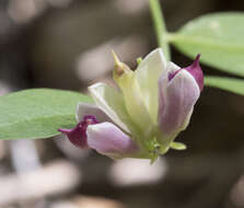 Image of Rhinotropis cornuta var. cornuta