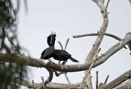 Image of Double-crested Cormorant