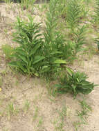 Image of seaside goldenrod