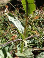 Image of Craspedia sylvestris J. Everett ex N. G. Walsh