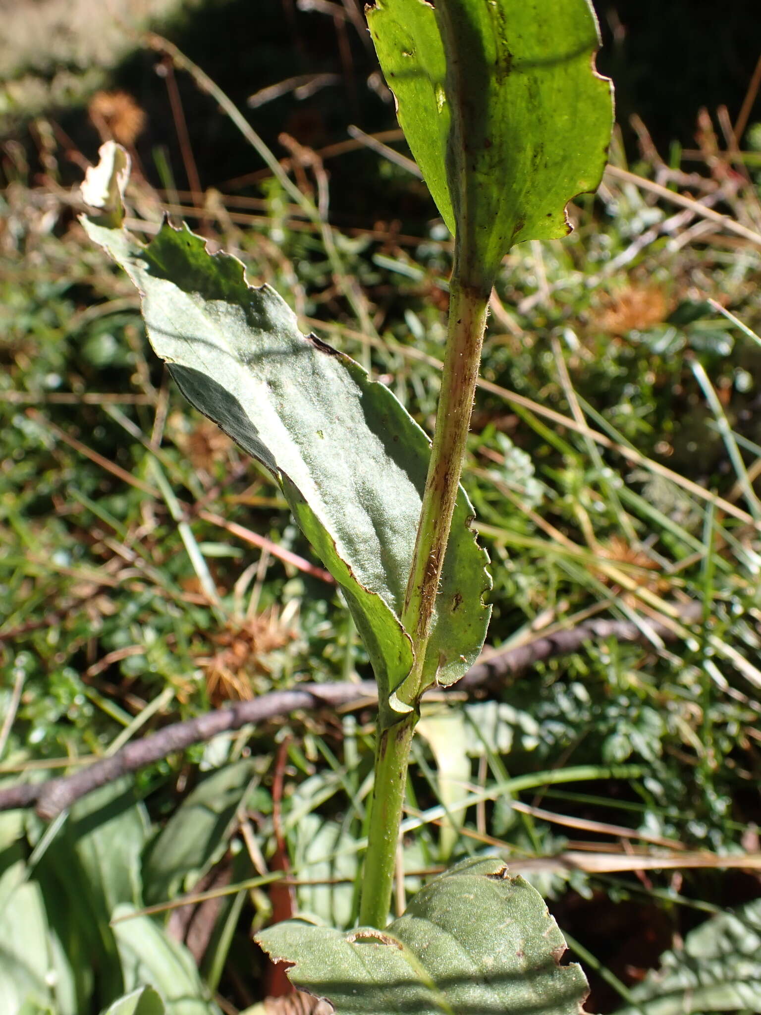 Image of Craspedia sylvestris J. Everett ex N. G. Walsh