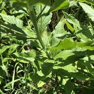 Image of Sisymbrium strictissimum L.