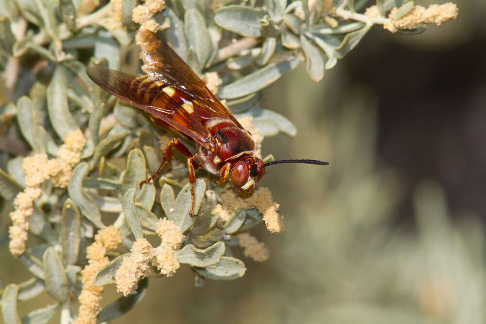 Image of Western Cicada Killer