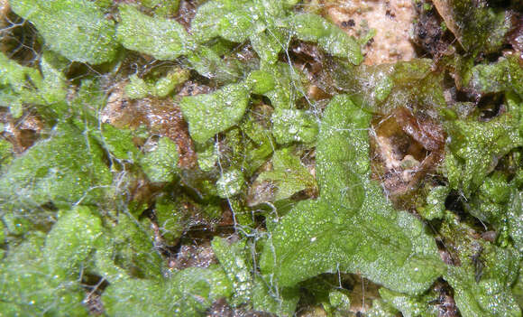 Image of Riccia rhenana Lorb. ex Müll. Frib.