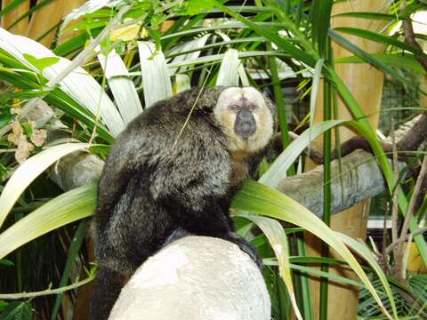 Image of White-faced Saki