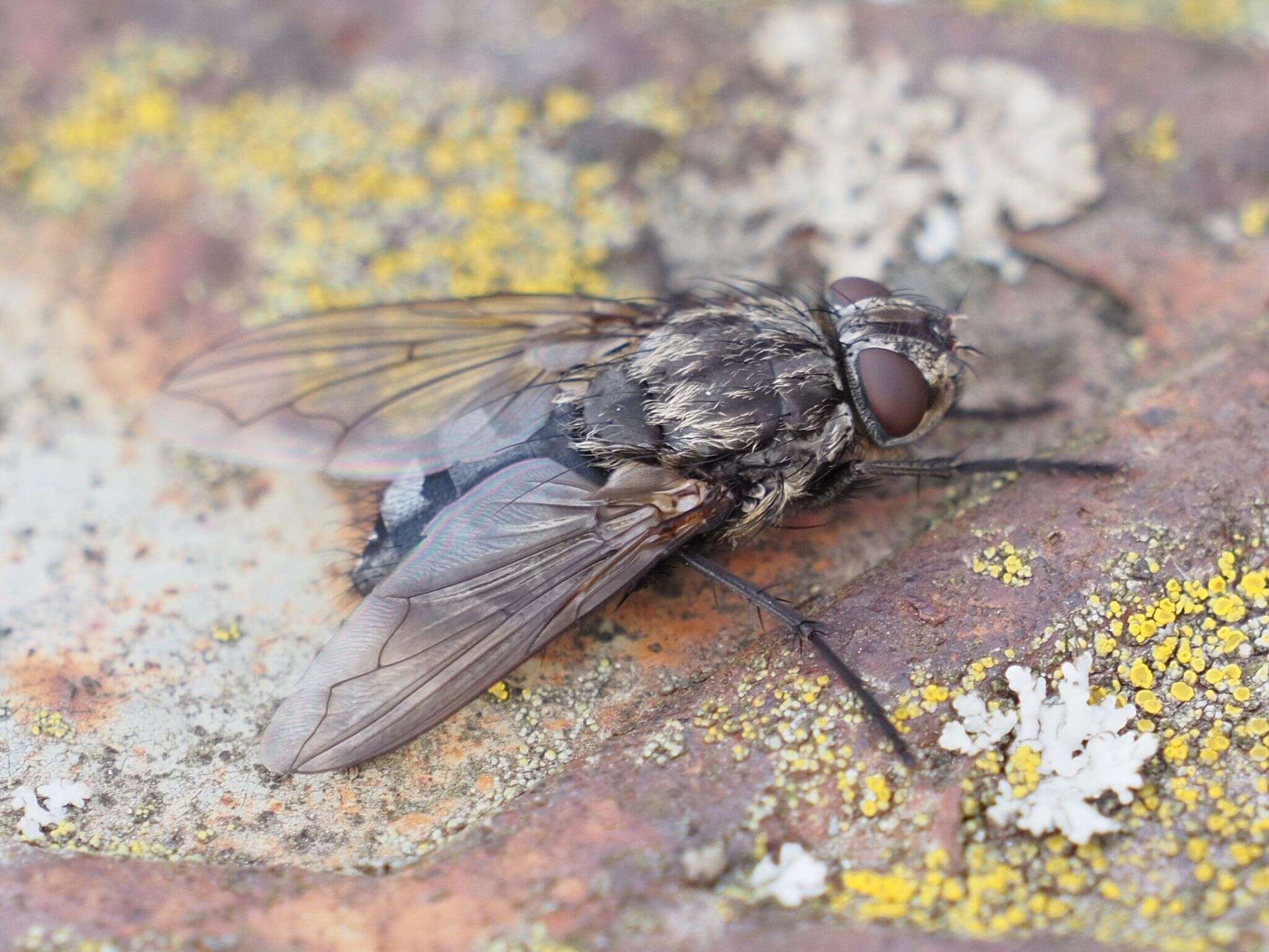 صورة Pollenia vagabunda (Meigen 1826)