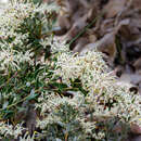 Image of Grevillea candolleana Meissn.