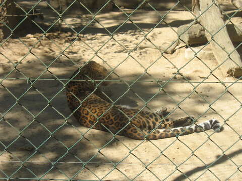 Image of North China leopard