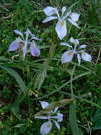 Image of Moraea simulans Baker