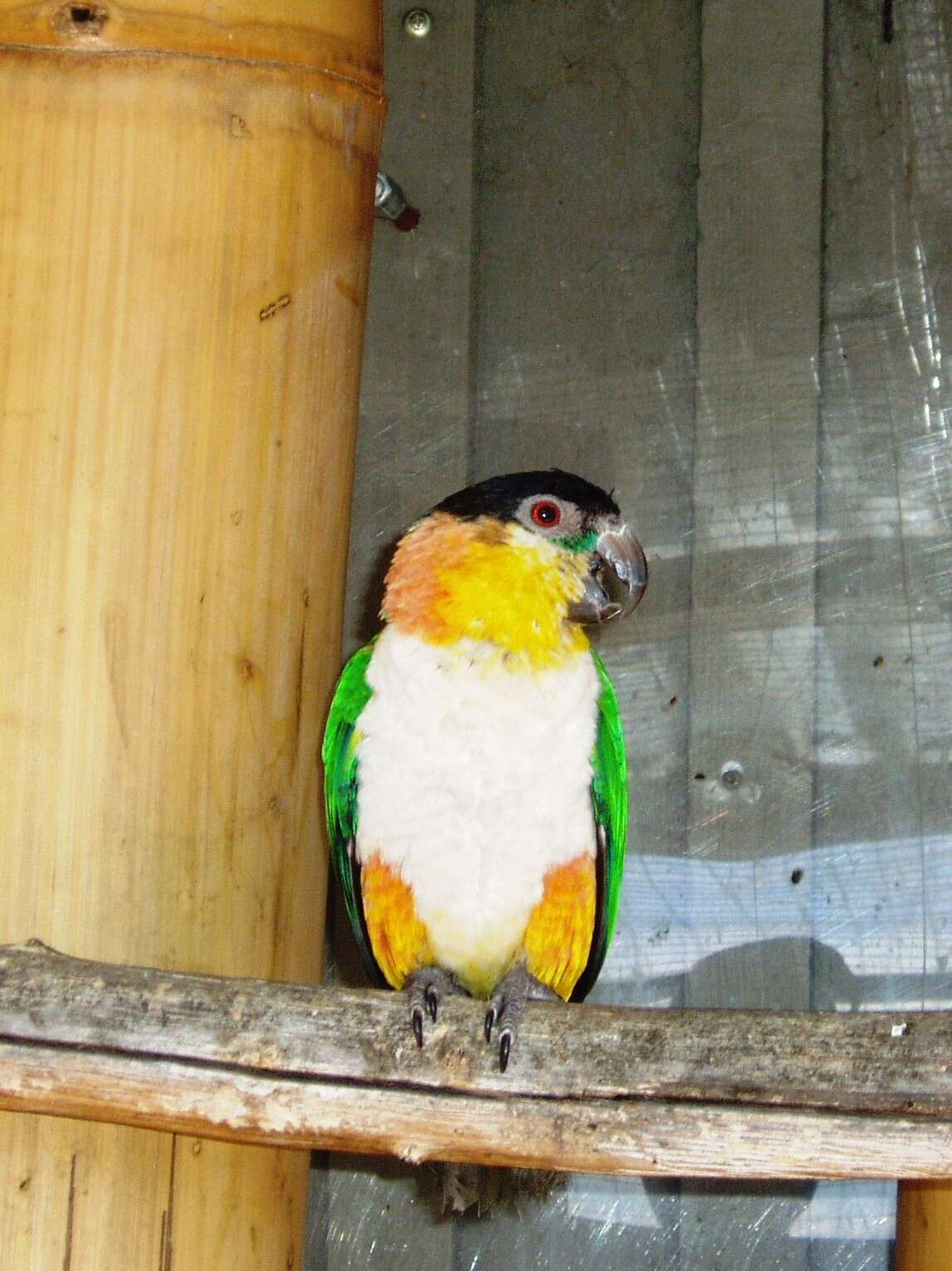 Image of Black-headed Parrot