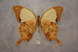 Image of African Swallowtail