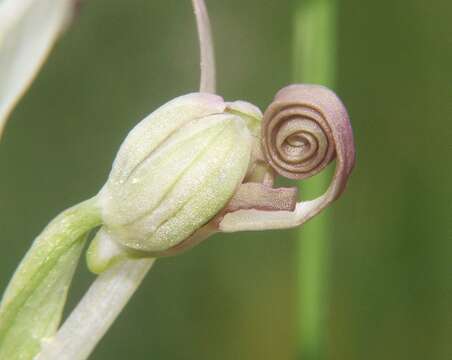 Image of Lizard orchid