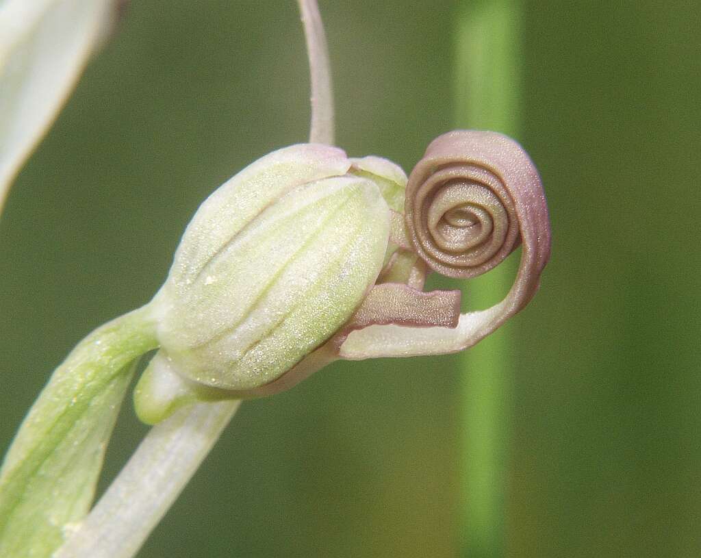 Himantoglossum hircinum (L.) Spreng. resmi