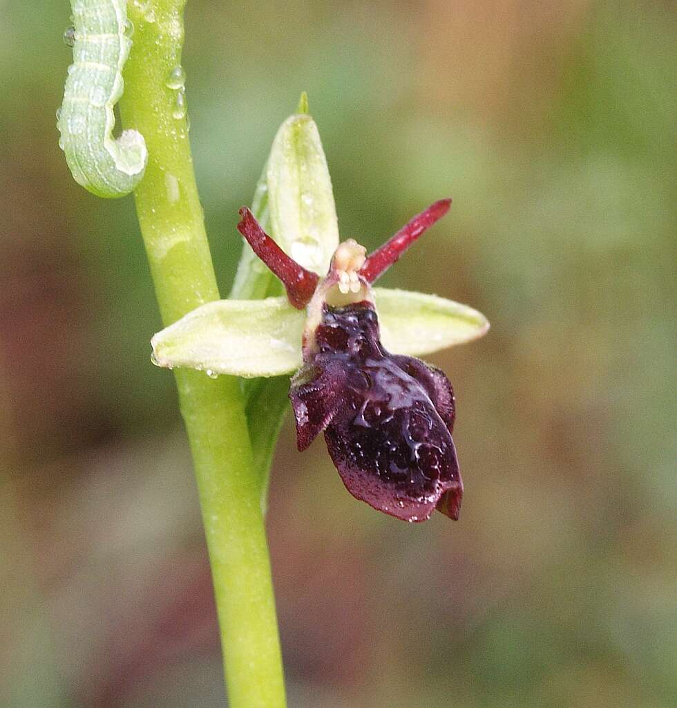 Image of ophrys