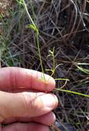 Image of Florida diamondflowers