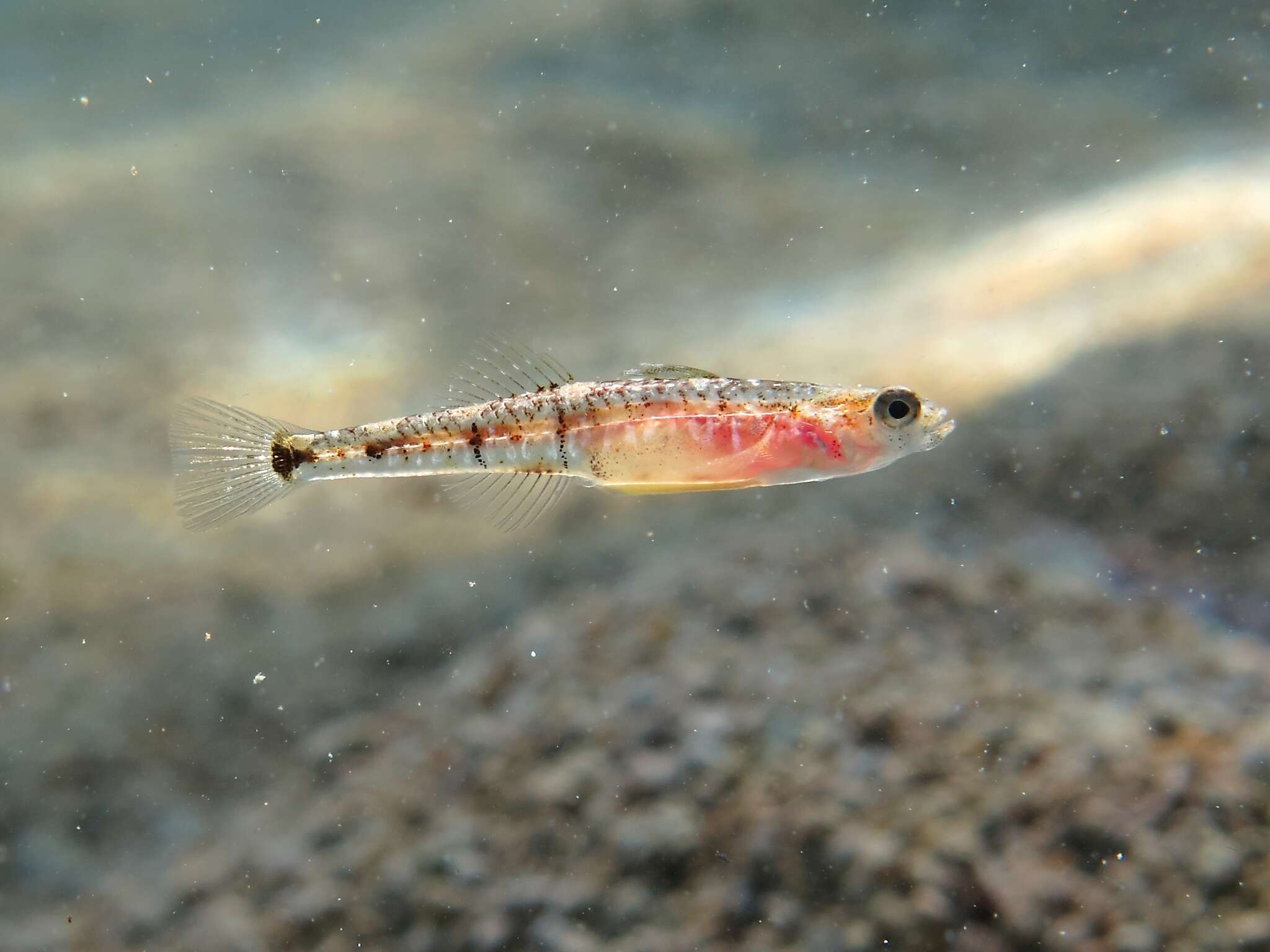 Pomatoschistus quagga (Heckel 1837) resmi