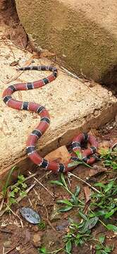 Image of Painted Coral Snake