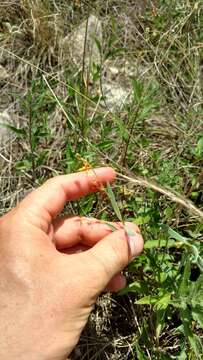 Image of narrowleaf goldshower