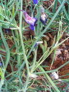 Image of Common Vetch